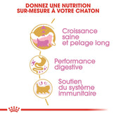 Royal Canin Aliment Sec pour Chat Chaton Persan 2 Kg PROMO